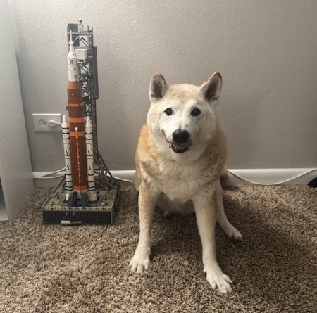 Entry image for Bear. Clicking this image will show a larger photo