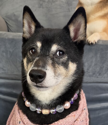Entry image for Keiko . Clicking this image will show a larger photo