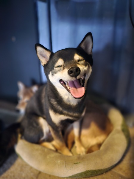 Entry image for Buster . Clicking this image will show a larger photo