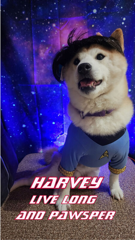 Entry image for Harvey. Clicking this image will show a larger photo