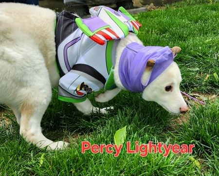 Entry image for Percy. Clicking this image will show a larger photo