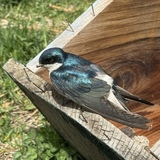 Entry image for Blue beauty 