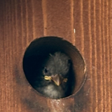 Entry image for Hello little one