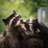 Entry image for A Little Smooch
