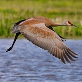 Entry image for Sandhill Crane