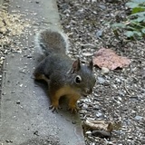 Entry image for Little Squirrel 
