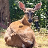 Entry image for Deer to be dear 