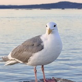 Entry image for Sunny seagull