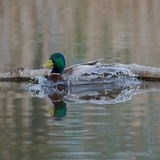 Entry image for Mallard Splash