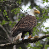 Entry image for Port McNeil Bald Eagle 