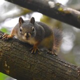 Entry image for Red squirrel in maple tree