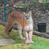 Entry image for Cougar, my unexpected visitor