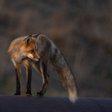 Entry image for Pipeyard Fox