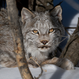 Entry image for Sunshiney Lynx