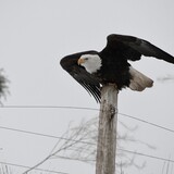 Entry image for Ready for Flight