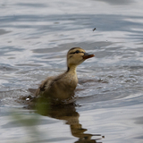 Entry image for Little Ducky Your The One