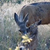 Entry image for Motherly Love