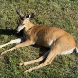 Entry image for Buck relaxing in backyard 