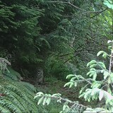 Entry image for Cougar Face-Off