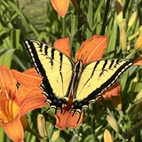 Entry image for Two-tailed Swallowtail
