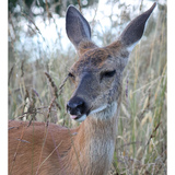 Entry image for Silly deer sticking her tongue out