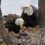 Entry image for Proud Parents