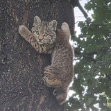 Entry image for Bobcat Kitten