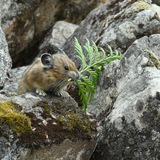 Entry image for Pika with Cedar