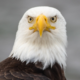 Entry image for The Stare Down