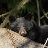 Entry image for Bearly Awake