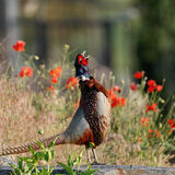 Entry image for Pheasant and Poppies
