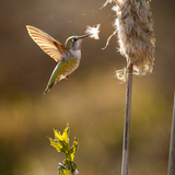 Entry image for Swan Lake Hummingbird