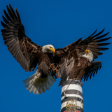 Entry image for The Challenger