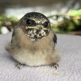 Entry image for Wild ARC Patient - Fledgling Cliff Swallow