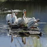 Entry image for Sanctuary between wings 