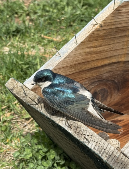 Entry image for Blue beauty . Clicking this image will show a larger photo