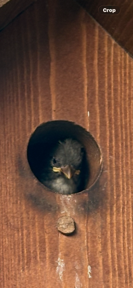 Entry image for Hello little one. Clicking this image will show a larger photo