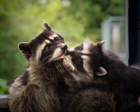 Entry image for A Little Smooch. Clicking this image will show a larger photo