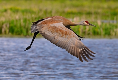 Entry image for Sandhill Crane. Clicking this image will show a larger photo