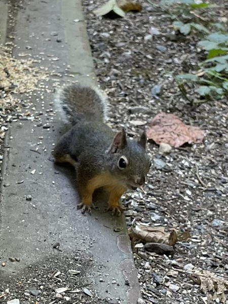 Entry image for Little Squirrel . Clicking this image will show a larger photo