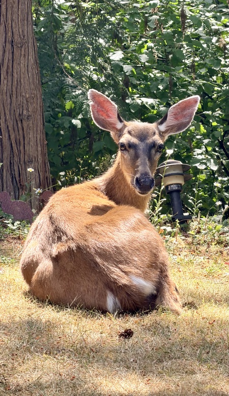 Entry image for Deer to be dear . Clicking this image will show a larger photo