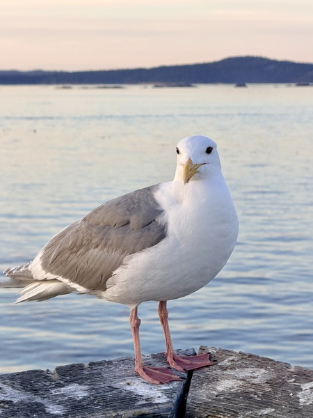 Entry image for Sunny seagull. Clicking this image will show a larger photo