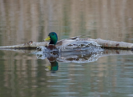 Entry image for Mallard Splash. Clicking this image will show a larger photo