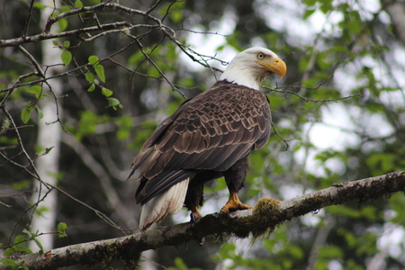 Entry image for Port McNeil Bald Eagle . Clicking this image will show a larger photo