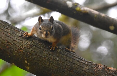 Entry image for Red squirrel in maple tree. Clicking this image will show a larger photo