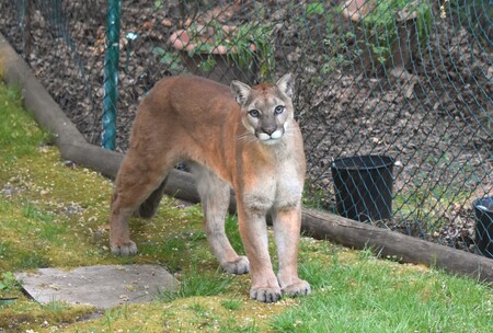Entry image for Cougar, my unexpected visitor. Clicking this image will show a larger photo