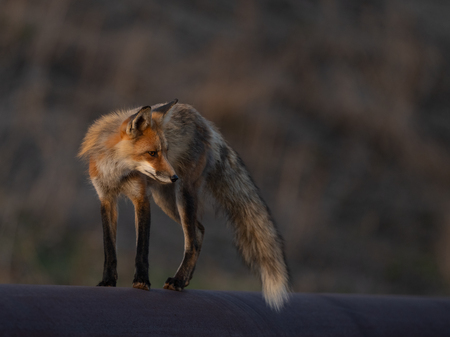 Entry image for Pipeyard Fox. Clicking this image will show a larger photo