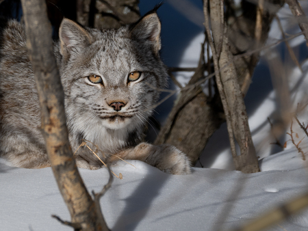 Entry image for Sunshiney Lynx. Clicking this image will show a larger photo