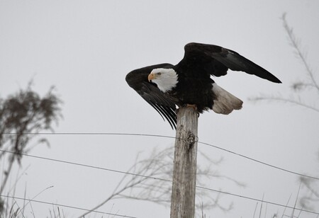 Entry image for Ready for Flight. Clicking this image will show a larger photo