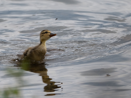 Entry image for Little Ducky Your The One. Clicking this image will show a larger photo